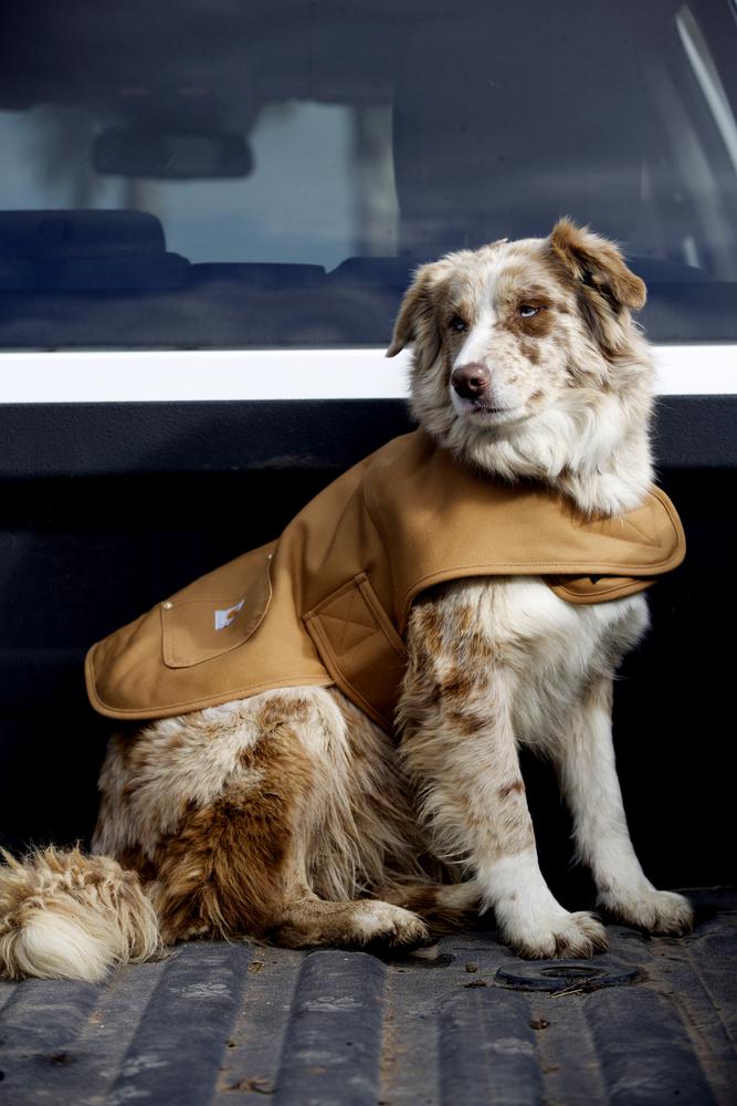 SPGP548 - Carhartt Hunting Tech Chore Coat (Stocked In Canada)